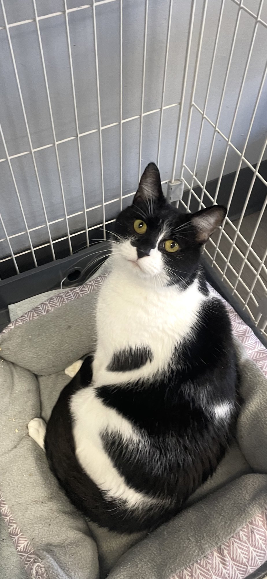 MAPLE- MUST APPLY IN PERSON ! - Domestic Short Hair available for adoption