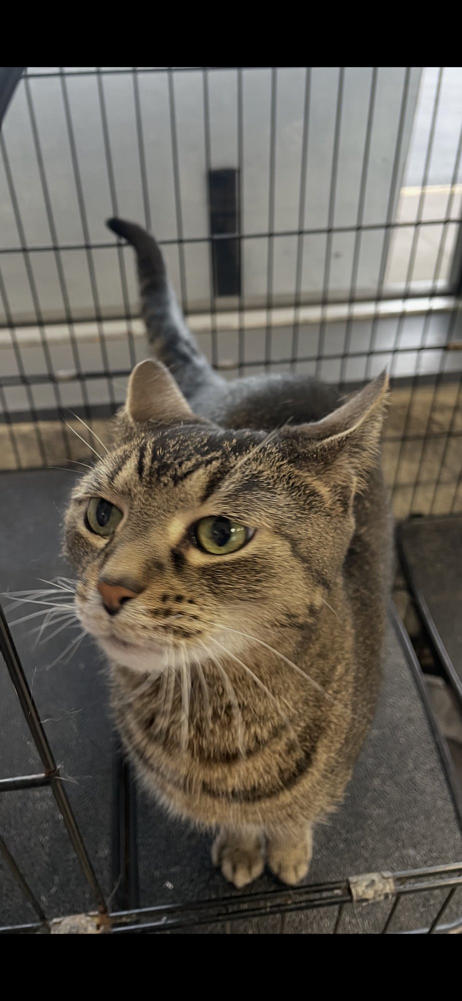 ARI - MUST APPLY IN PERSON ! - Tabby / Domestic Short Hair available for adoption