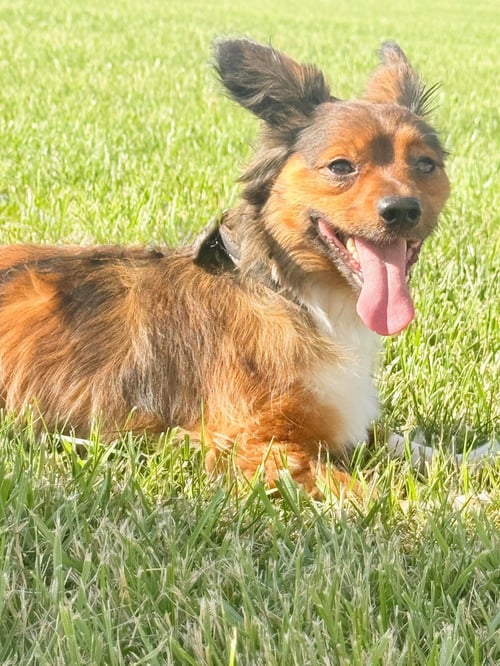 MAC - Papillon / Chihuahua for adoption in Lexington
