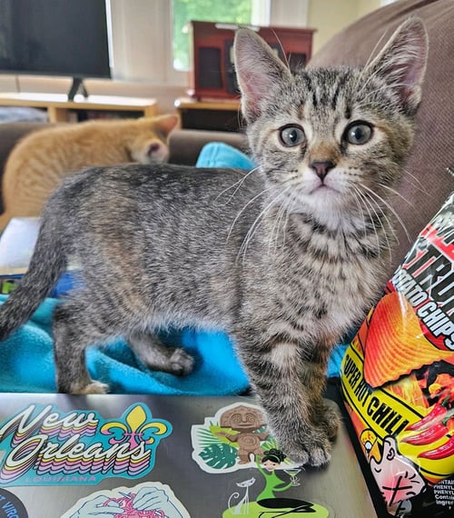ZINNIA - Tabby / Domestic Short Hair for adoption in Lexington