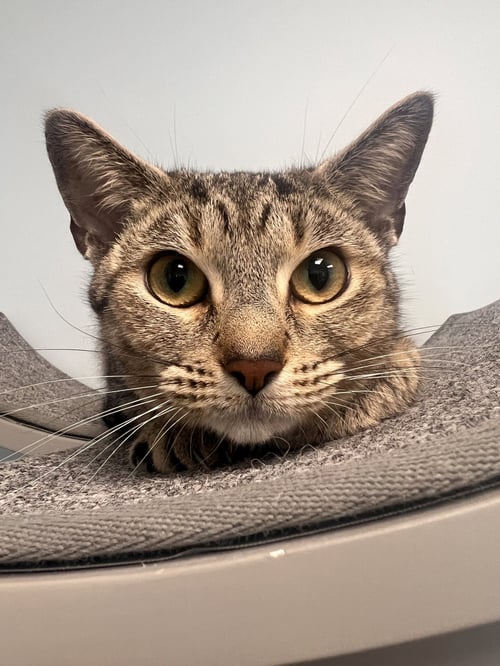 MINDY - Tabby / Domestic Short Hair available for adoption