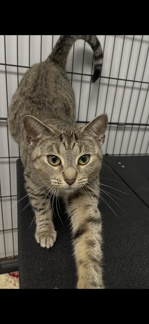 MINDY - Tabby / Domestic Short Hair available for adoption