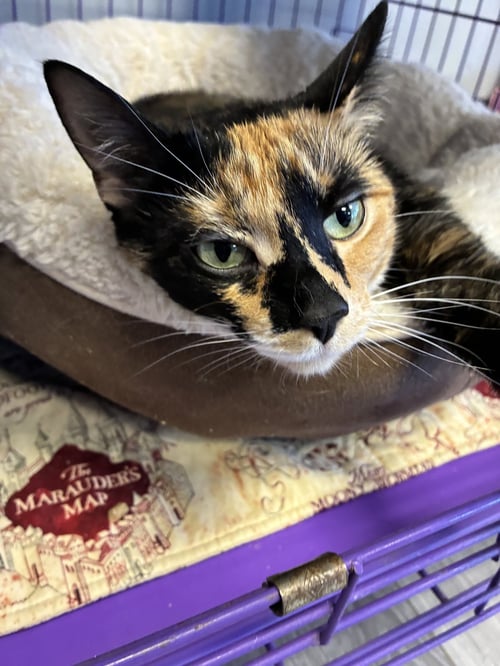 TURTLE - Manx / Calico for adoption in Lexington