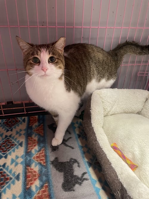 HELENEA  - MUST APPLY IN PERSON ! - Tabby / Domestic Short Hair available for adoption
