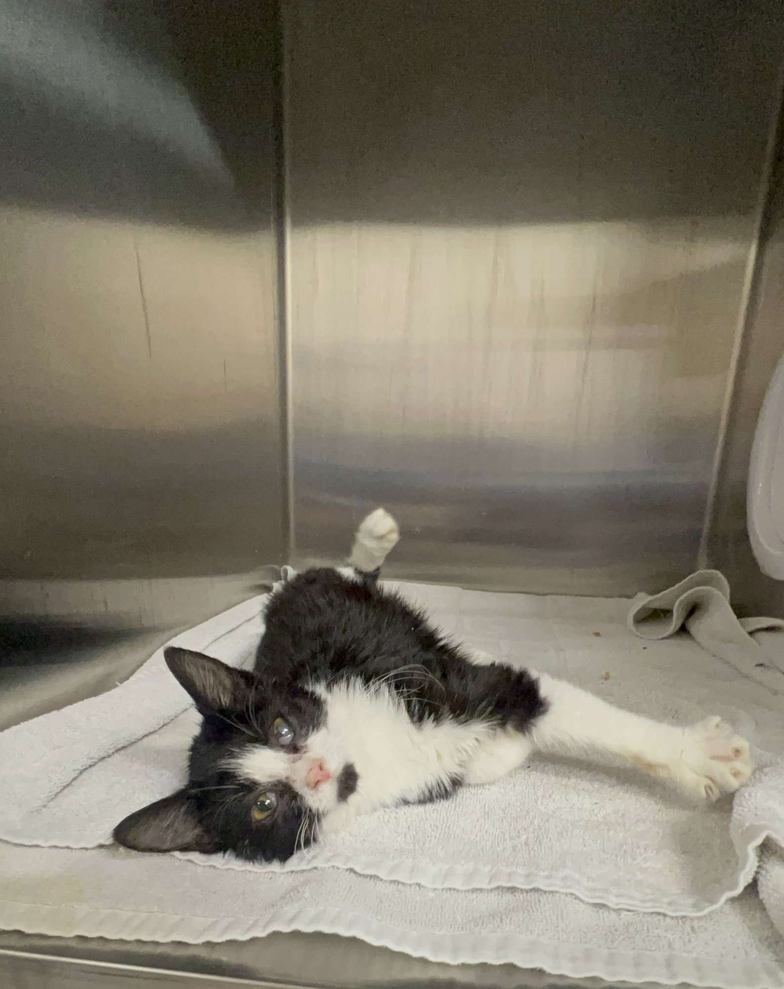 LONG JOHN SILVERS - Domestic Short Hair available for adoption