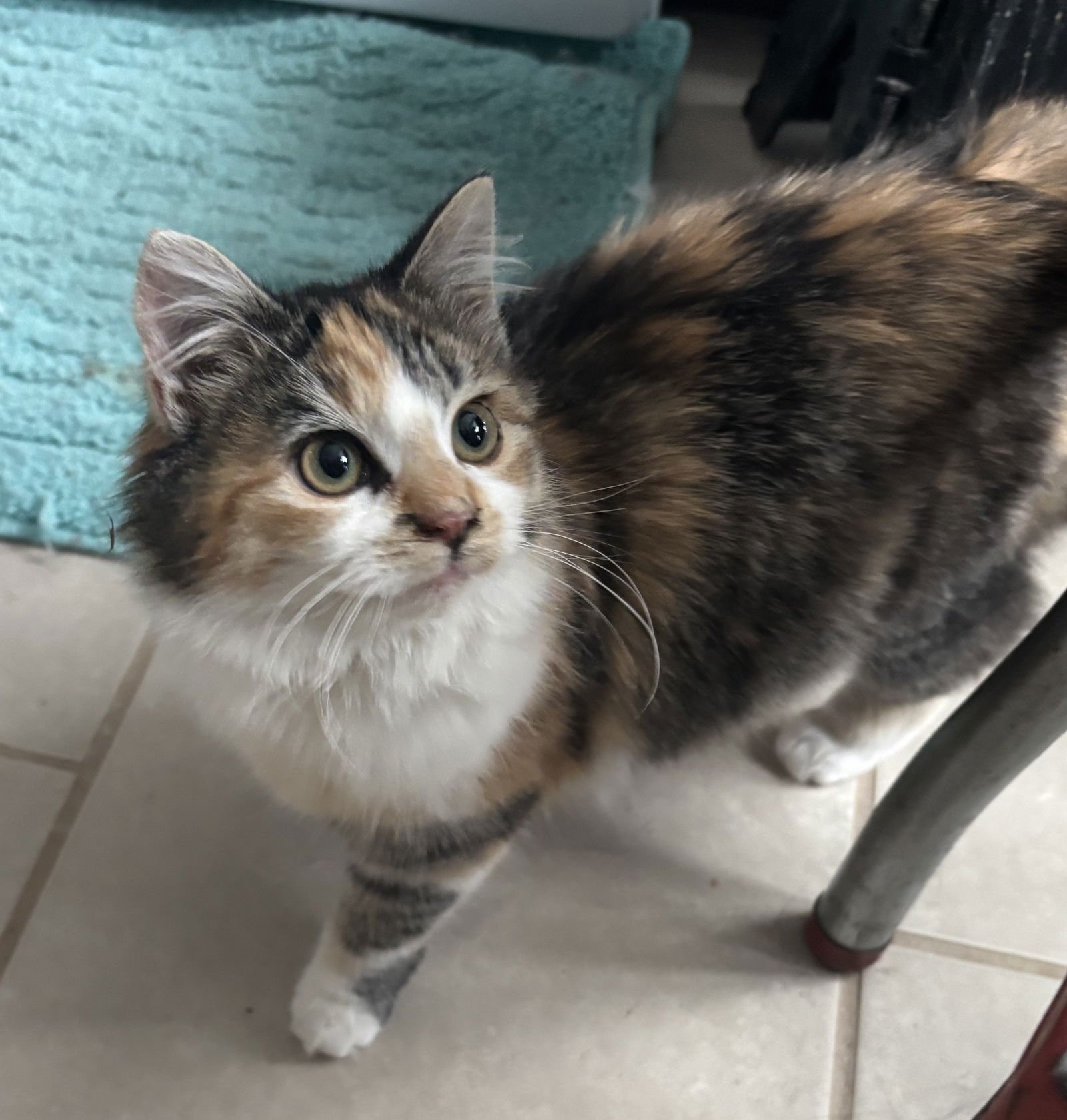 CECE - Calico / Domestic Medium Hair available for adoption