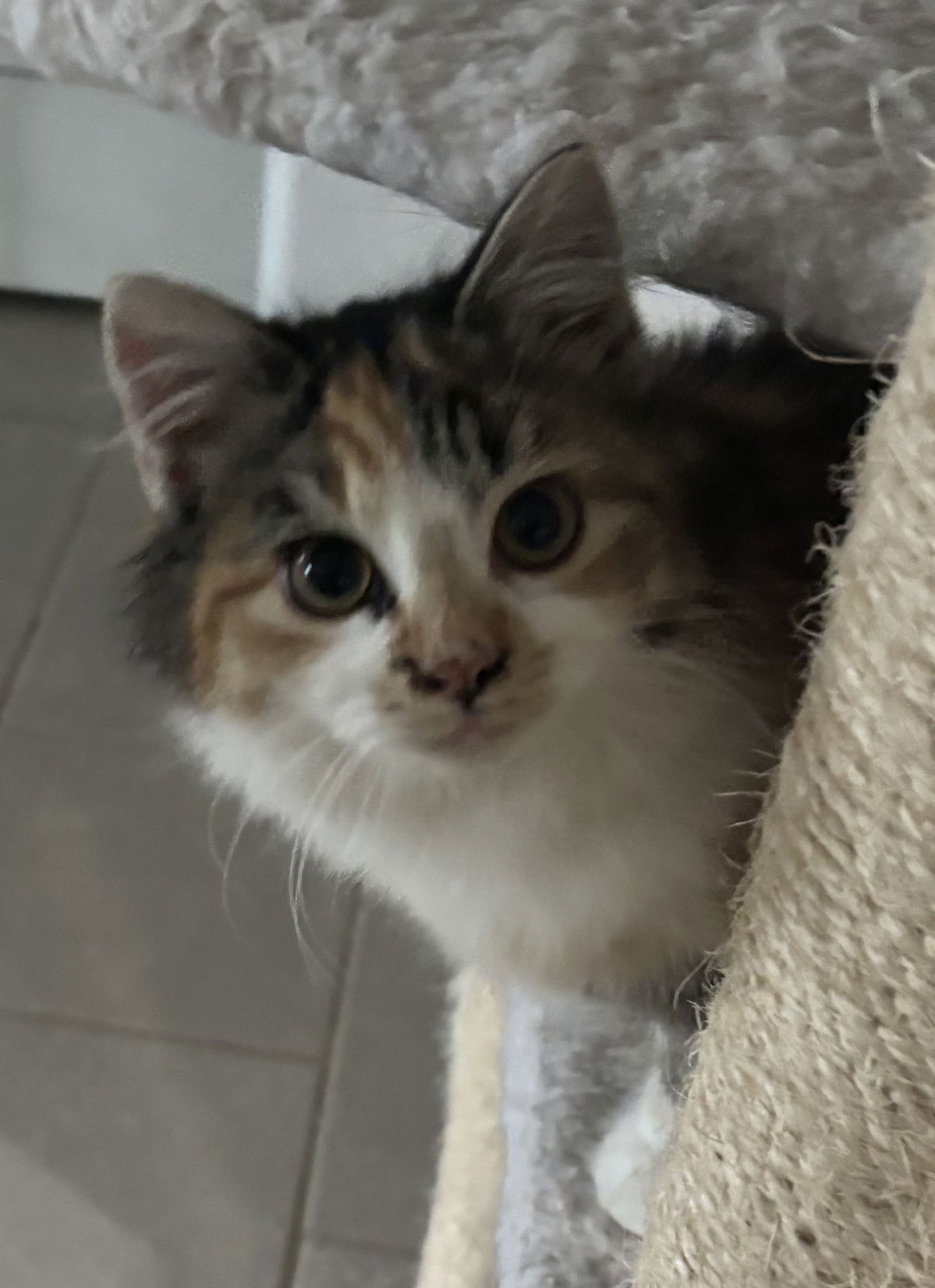 CECE - Calico / Domestic Medium Hair available for adoption