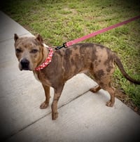 Rosie - Photo 2