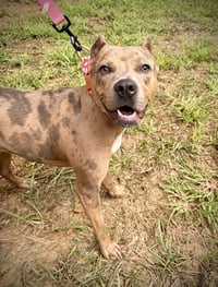 Rosie - Photo 1