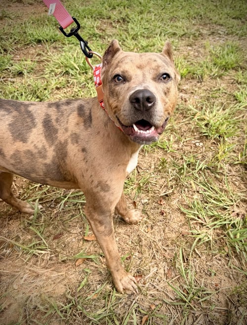ROSIE - American Pit Bull Terrier available for adoption