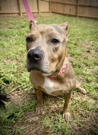 Rosie - Photo 3