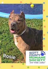 Rosie - Photo 4