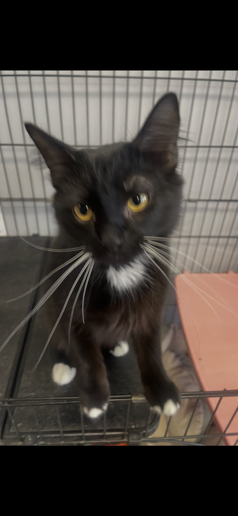 ECLIPSE (PS) - Domestic Medium Hair / Tuxedo available for adoption