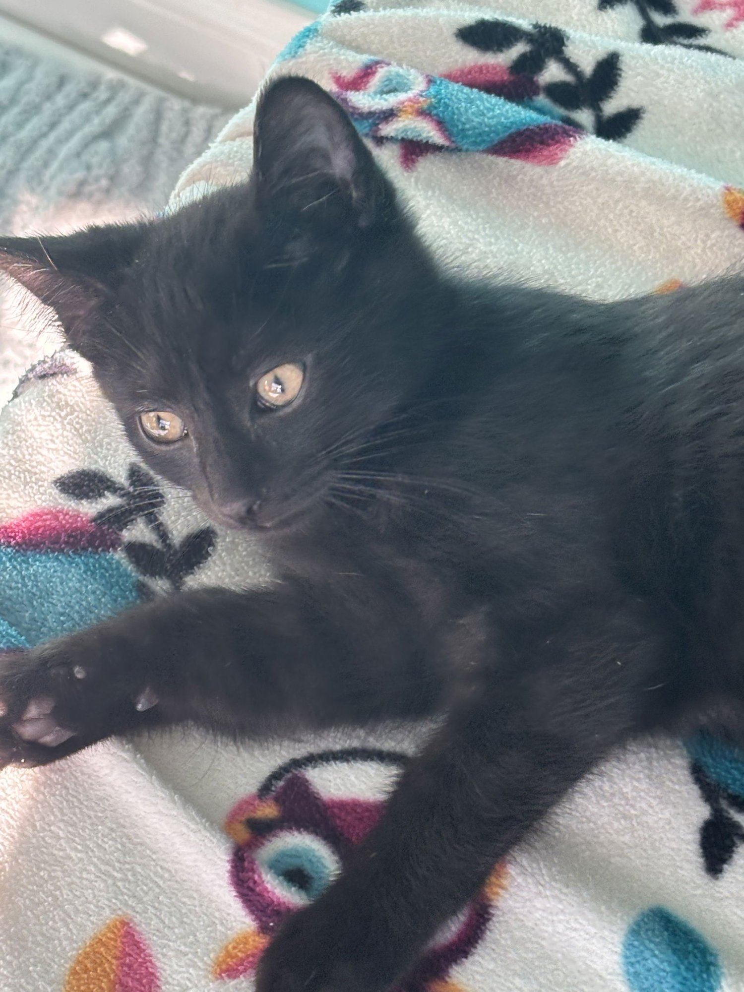 SEA SMOKE - Domestic Short Hair available for adoption