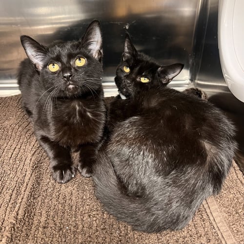 ANTONIA - Domestic Short Hair available for adoption