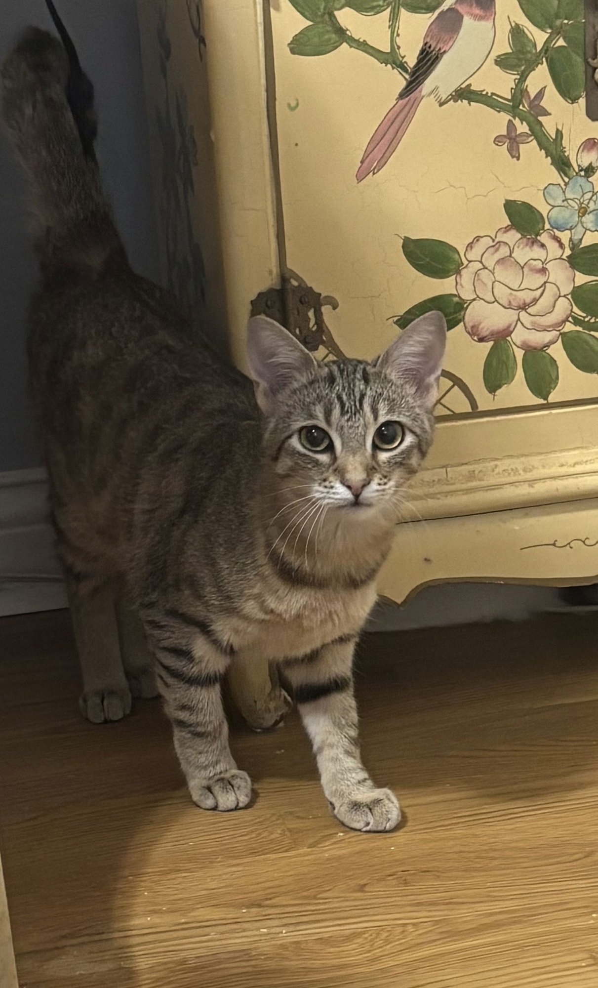 JESSIE - Tabby / Domestic Short Hair available for adoption