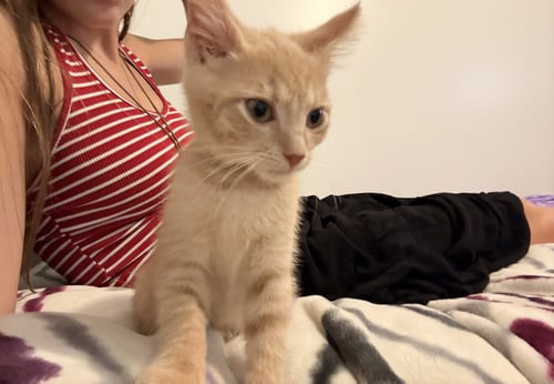 SWISS - Tabby / Domestic Short Hair available for adoption