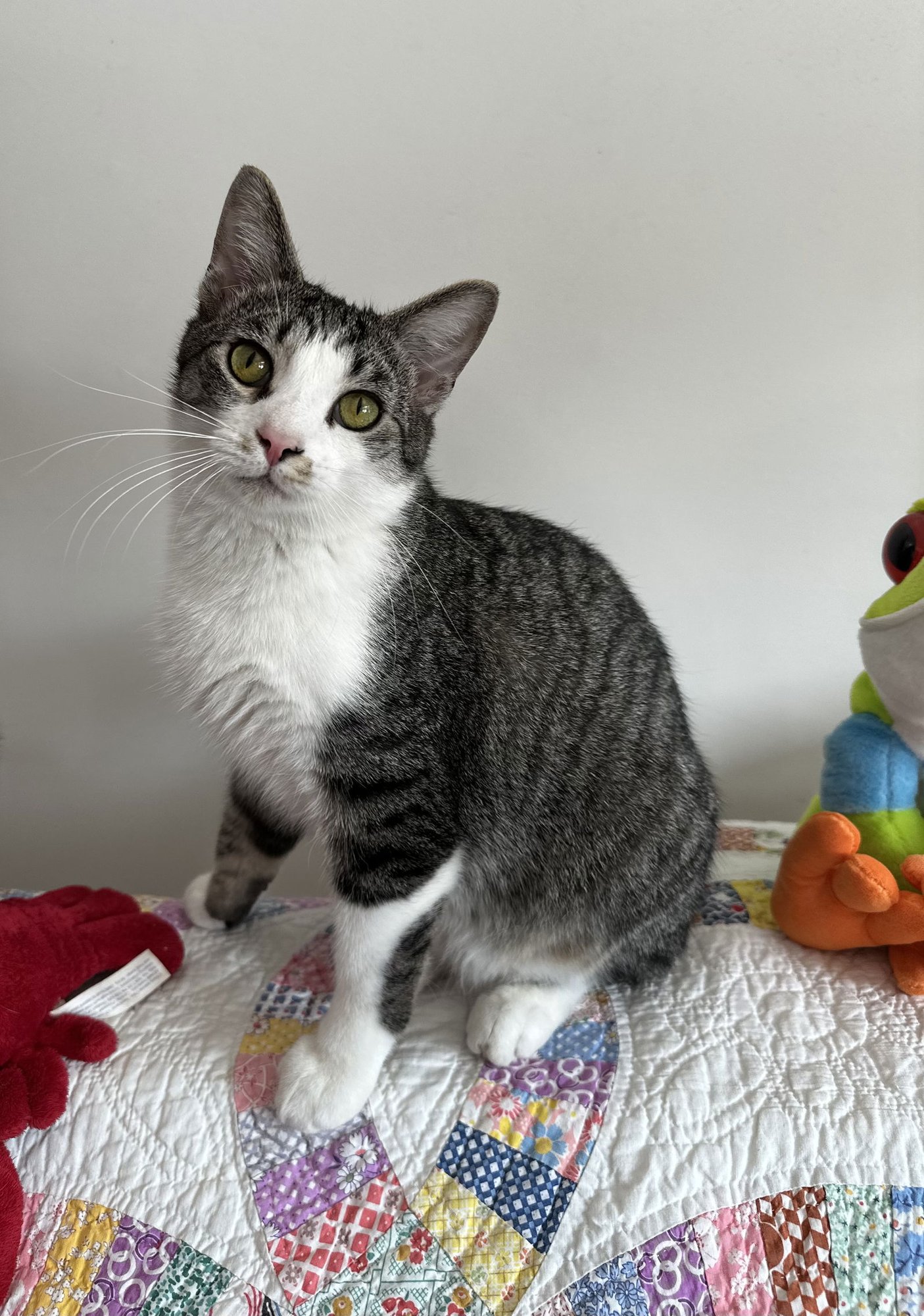 BENZ - Tabby / Domestic Short Hair available for adoption