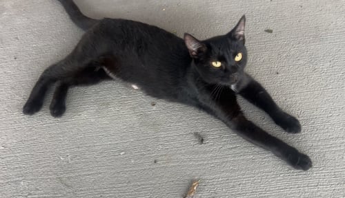 MALIA - Domestic Short Hair for adoption in Lexington