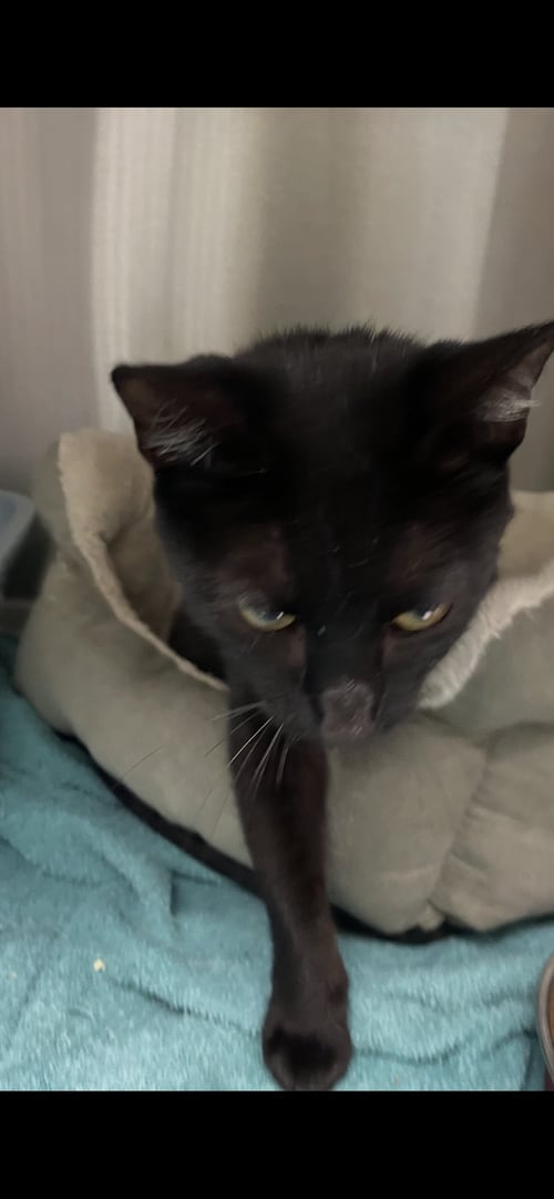 MALIA - Domestic Short Hair available for adoption