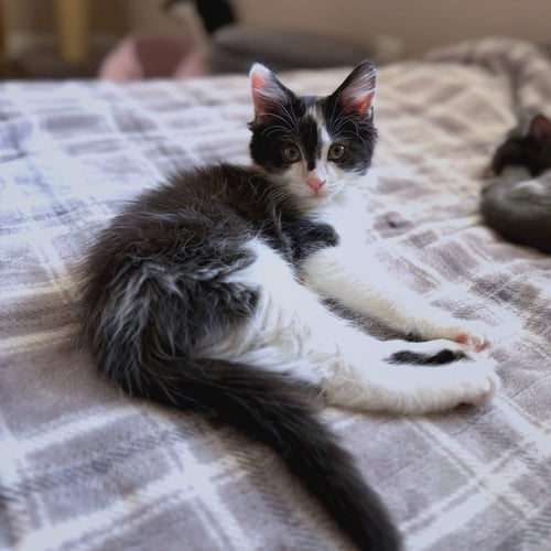 BADGER - Domestic Long Hair / Tuxedo available for adoption