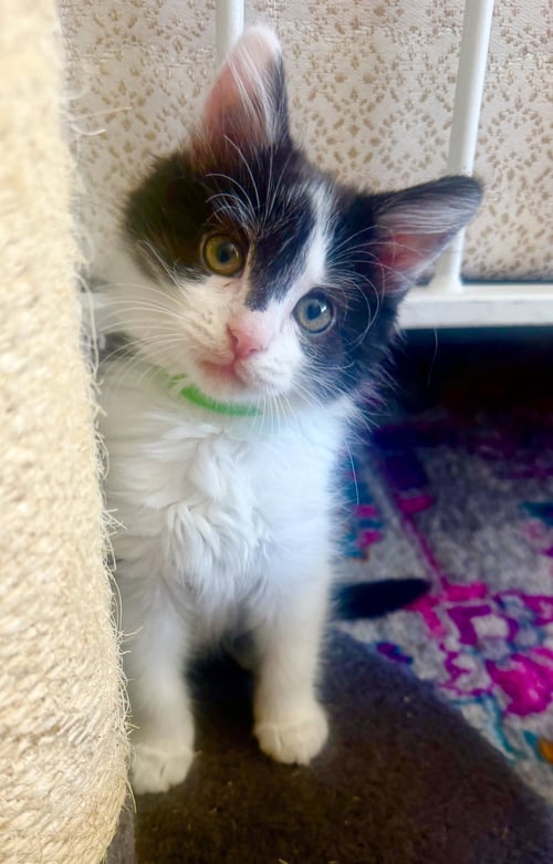 BADGER - Domestic Long Hair / Tuxedo available for adoption