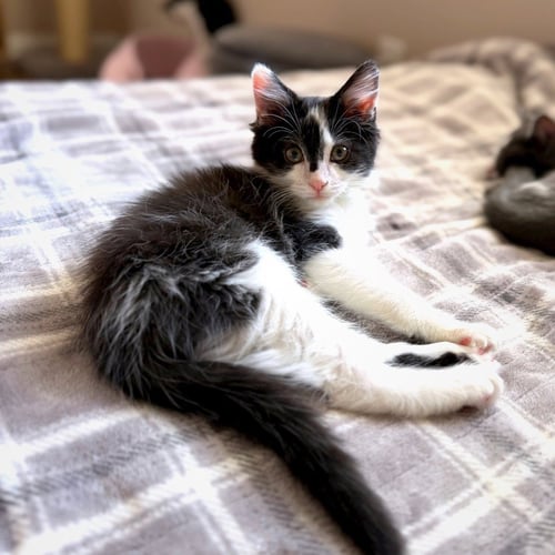 BADGER - Domestic Long Hair / Tuxedo available for adoption