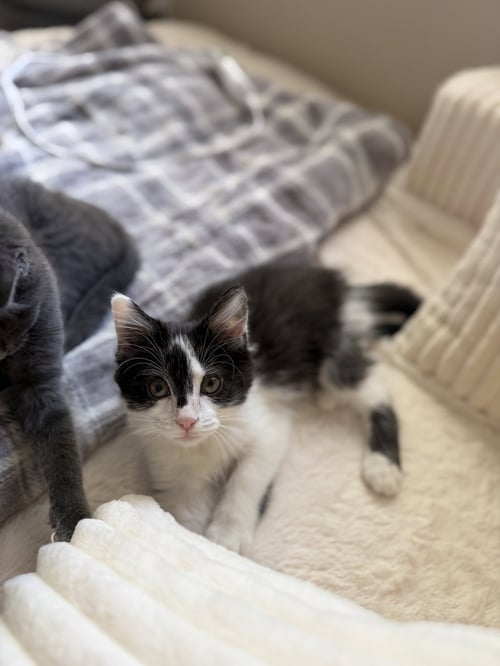 BADGER - Domestic Long Hair / Tuxedo available for adoption