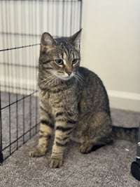 Jolene - Must Apply in Person ! - Photo 1