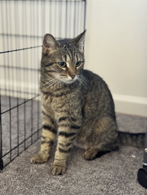 JOLENE - MUST APPLY IN PERSON ! - Tabby / Domestic Short Hair for adoption in Lexington