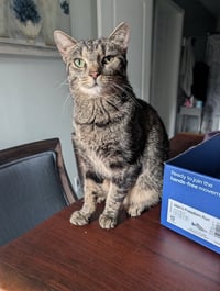 Dolly Purrton - Photo 1