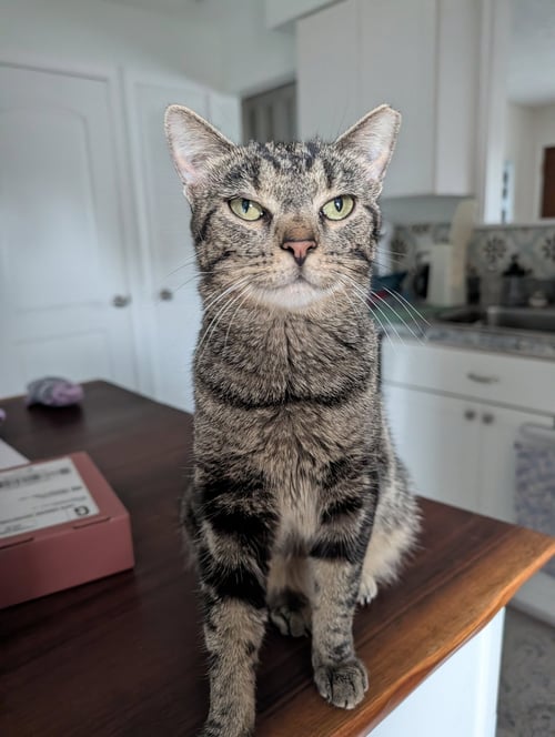 DOLLY PURRTON - Tabby / Domestic Short Hair available for adoption