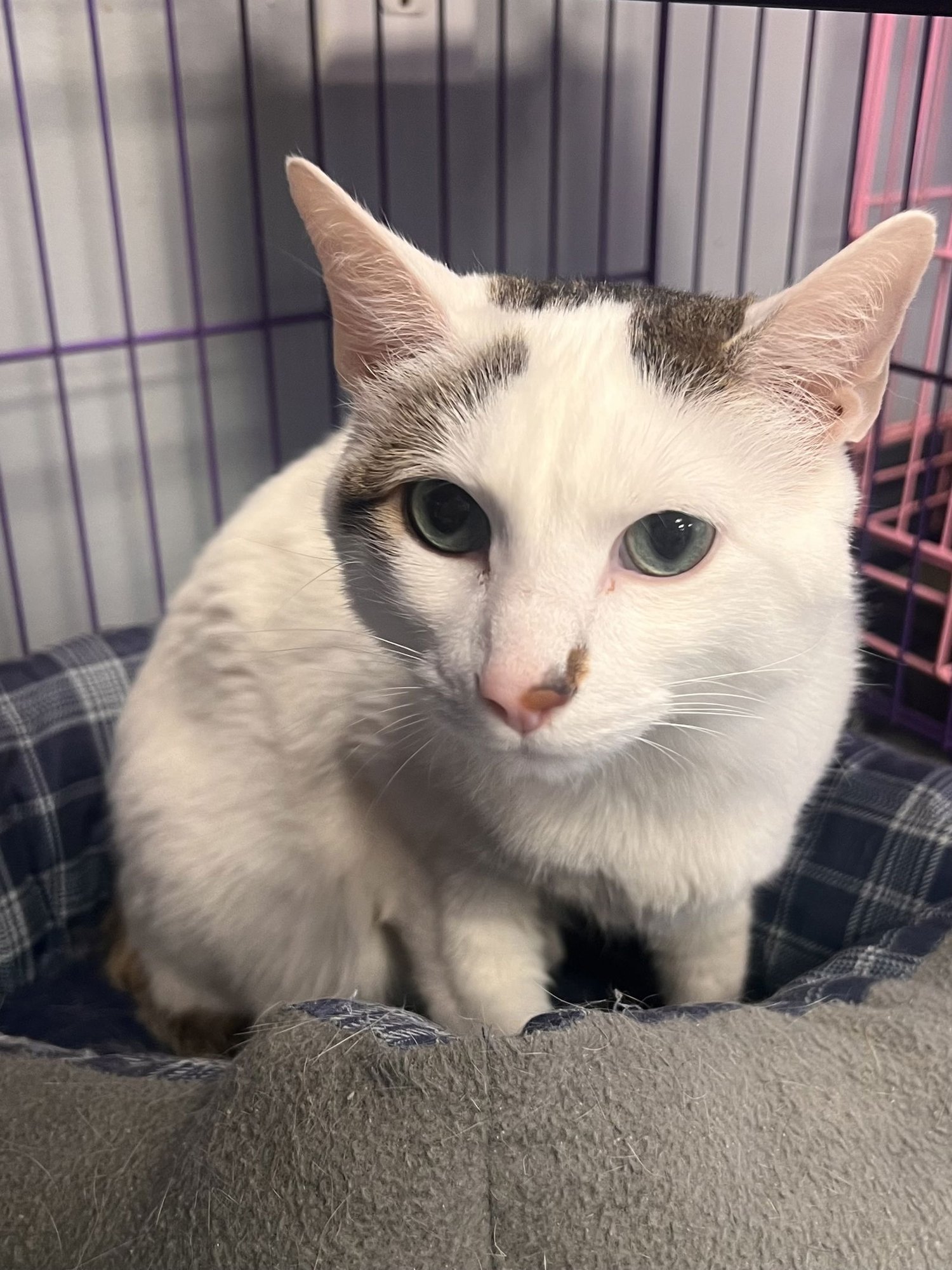 SAMPSON - Tabby / Domestic Short Hair available for adoption