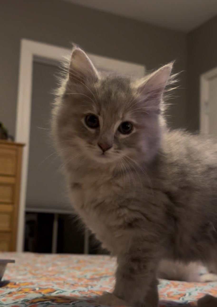 MARIA - Dilute Tortoiseshell / Domestic Long Hair available for adoption