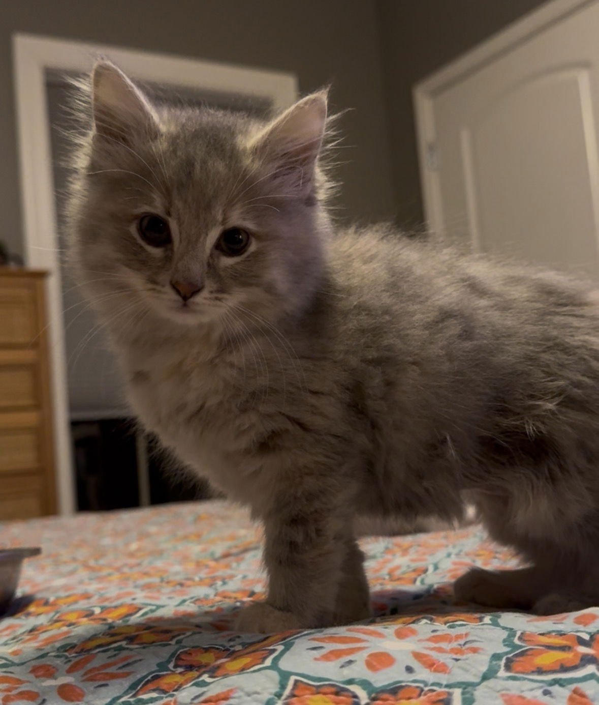 MARIA - Dilute Tortoiseshell / Domestic Long Hair available for adoption