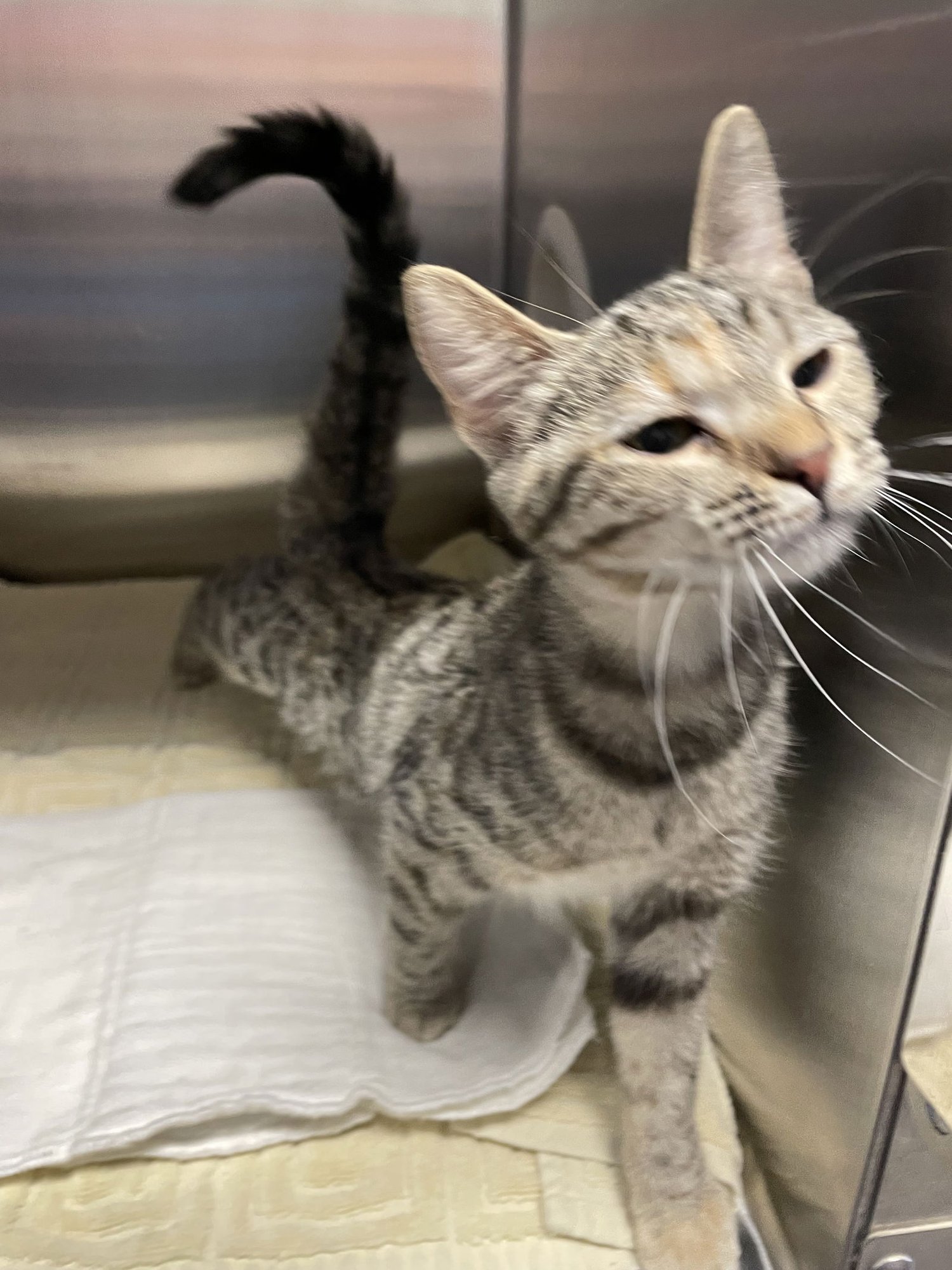 DAISY - Torbie / Domestic Short Hair available for adoption