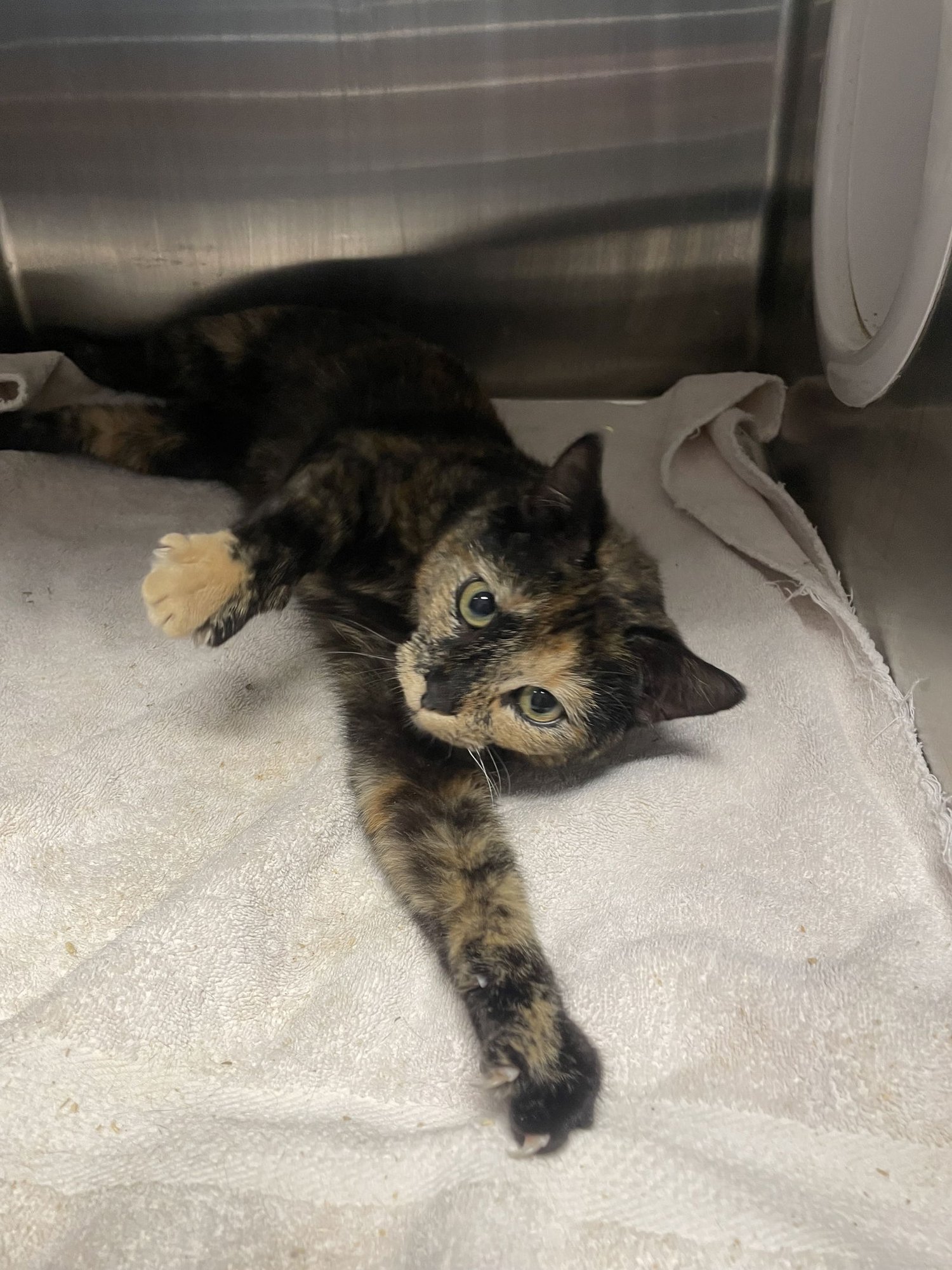 TWEETY - Manx / Domestic Short Hair available for adoption