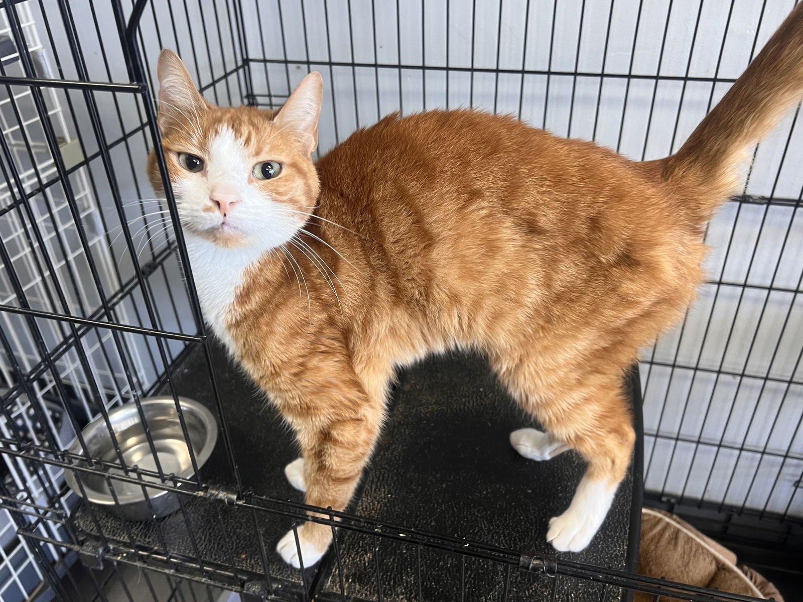 SHEERAN - Tabby / Domestic Short Hair available for adoption