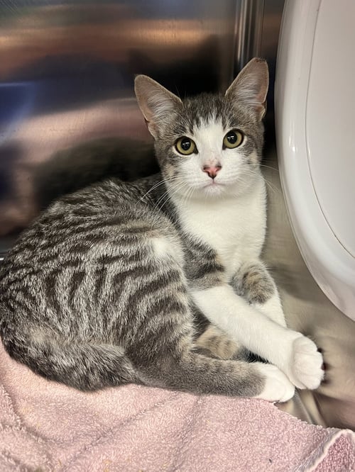 CELIA - Domestic Short Hair available for adoption