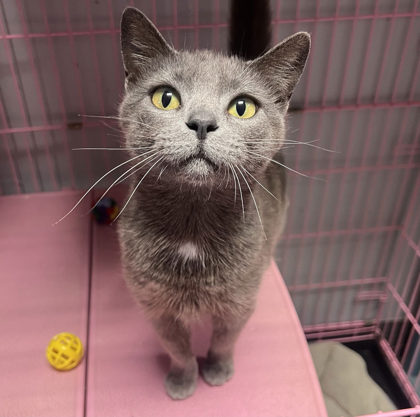 SMOKEY  (PS) - Russian Blue / Domestic Short Hair available for adoption