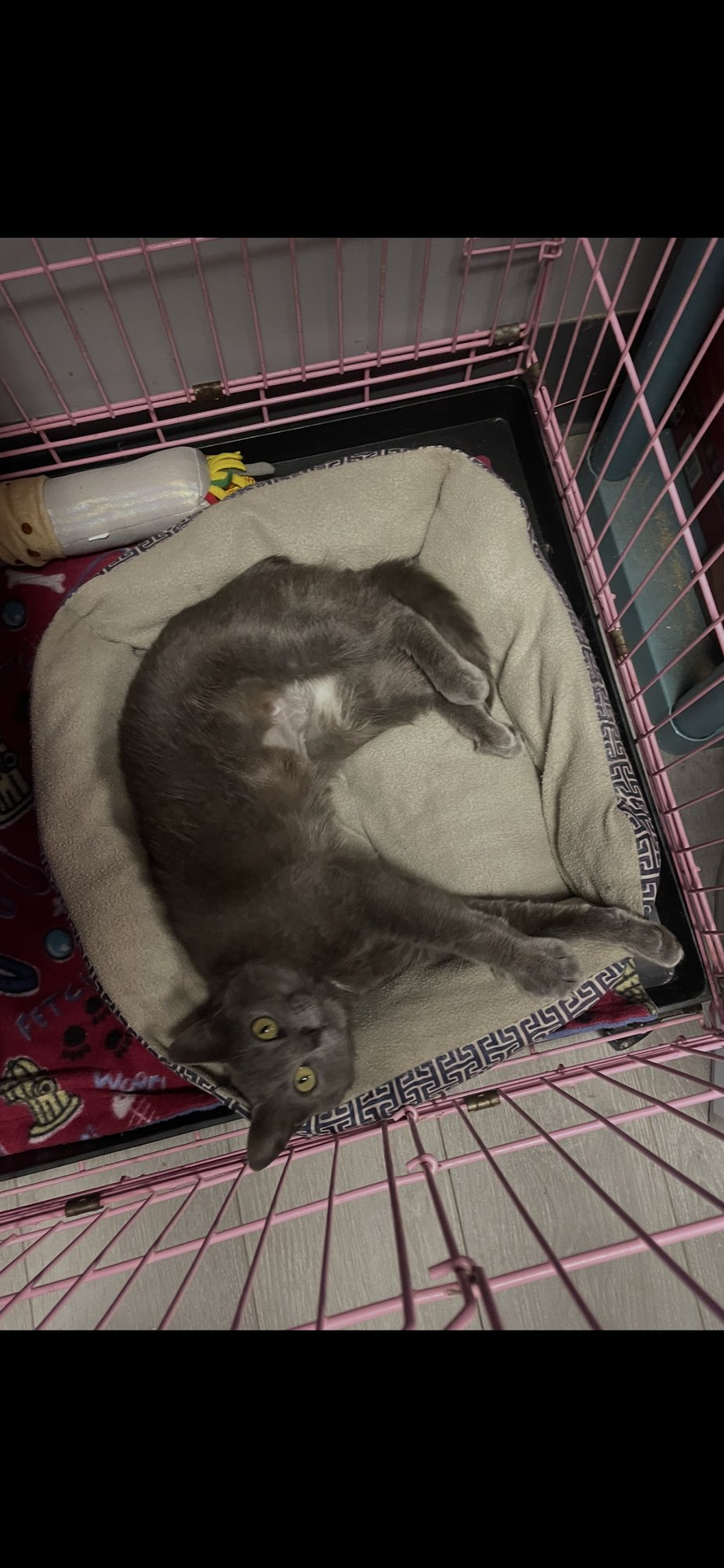 SMOKEY  (PS) - Russian Blue / Domestic Short Hair available for adoption