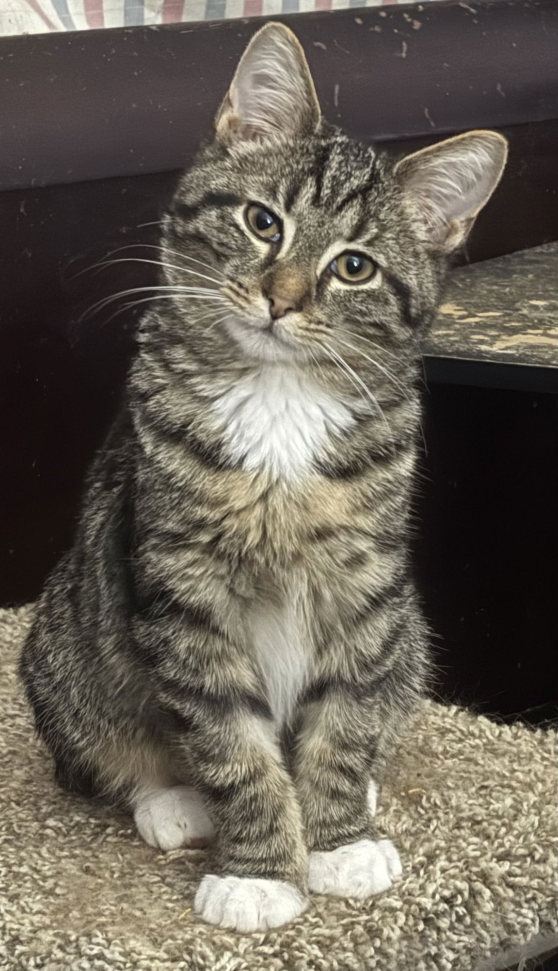 LEVAR - Tabby / Domestic Short Hair available for adoption