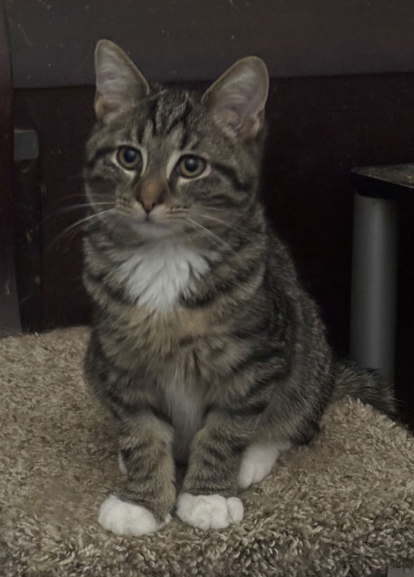 LEVAR - Tabby / Domestic Short Hair available for adoption