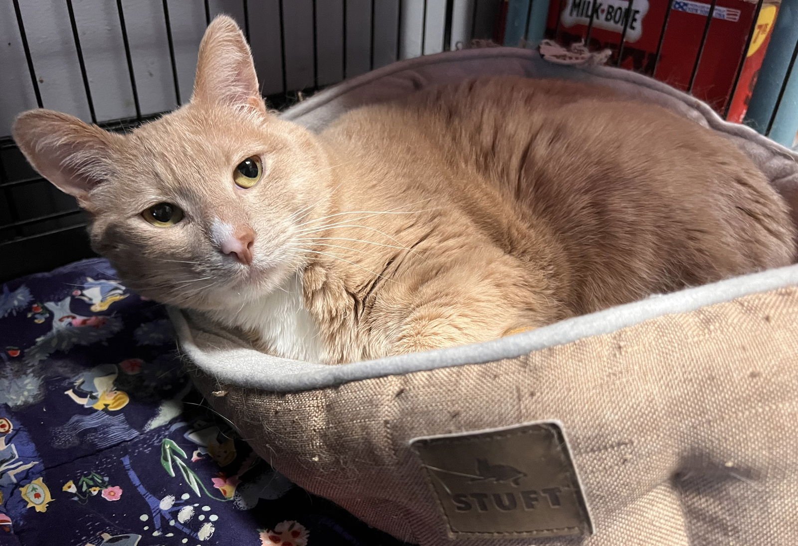 WHISKEY- MUST APPLY IN PERSON - Domestic Short Hair available for adoption