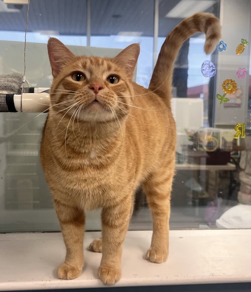 CARROT TOP - Tabby / Domestic Short Hair available for adoption