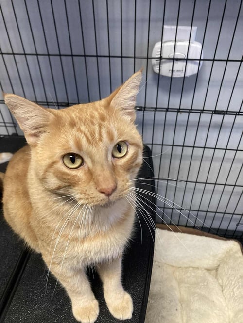 CARROT TOP - Tabby / Domestic Short Hair available for adoption