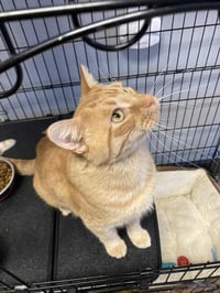 Carrot Top - Photo 3