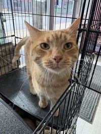 Carrot Top - Photo 4