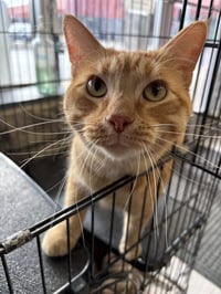 Carrot Top - Photo 5