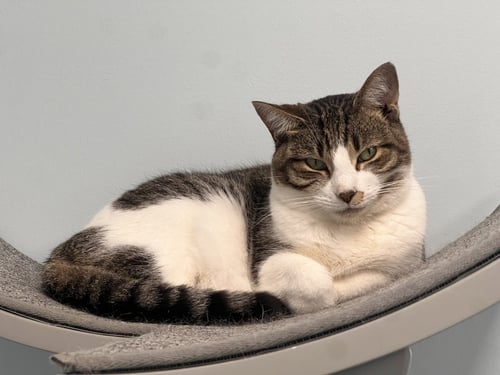 LOVE (PS) - Tabby / Domestic Short Hair available for adoption